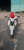 Xe Cub DT Retro X 50cc