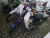Xe Máy Cub 82 50cc Việt Thái