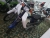Xe Máy Cub 82 50cc Việt Thái