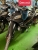 Xe Máy Hyosung Sirius 50cc